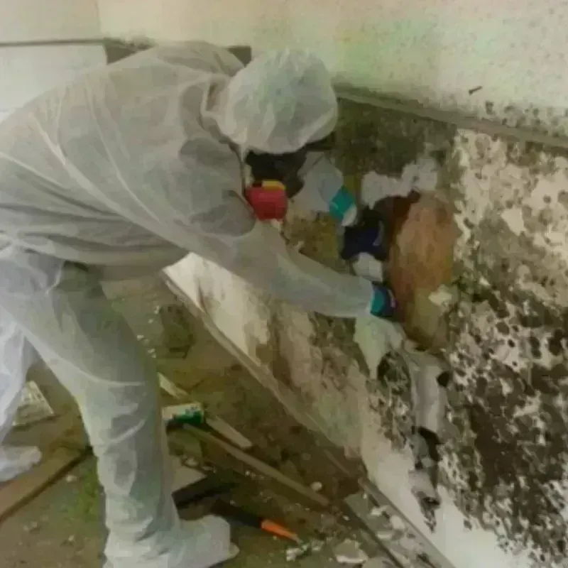 Mold Remediation and Removal in Christiana, PA